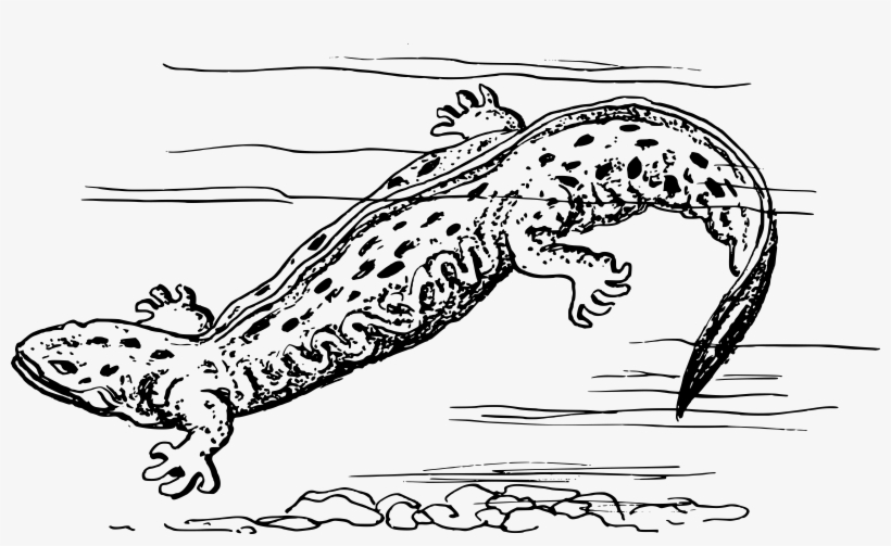 2400 X 1356 9 - Amphibians Black And White, transparent png #8258405