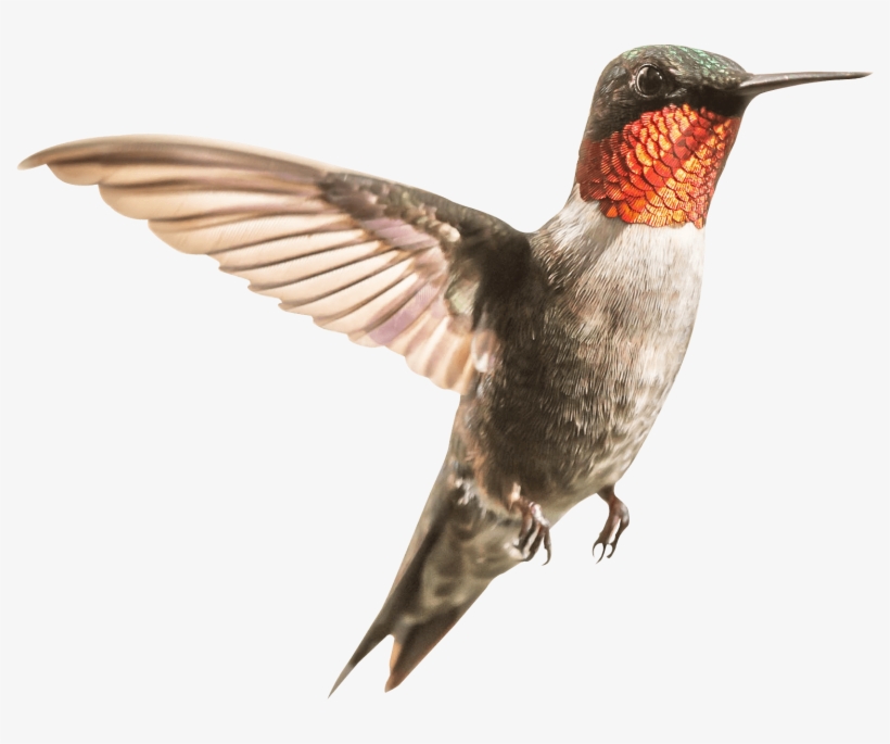 Free Png Hummingbird Png Images Transparent - Ruby Throated Hummingbird Migration, transparent png #8258410