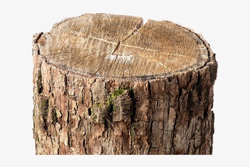 Tired Of Annoying Stumps - Tree Stump, transparent png #8258411