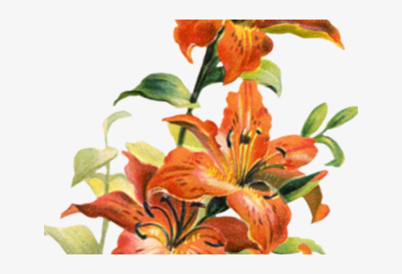 Orange Flower Clipart Lilly - Tiger Lily Flower Png, transparent png #8258449