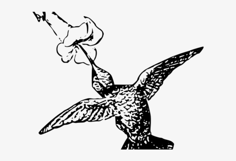 Drawn Hummingbird Png Transparent - Huming Bird On Flower Drawing, transparent png #8258454