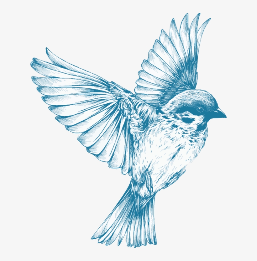 Hummingbird Tattoos Png Transparent Images - Blue Bird Flying Drawing, transparent png #8258554