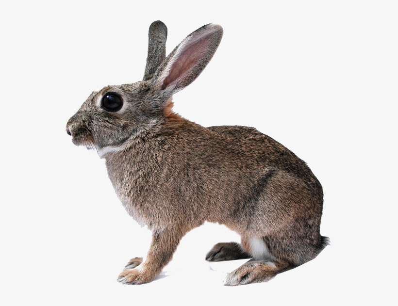 Rabbit Isolated, transparent png #8258730