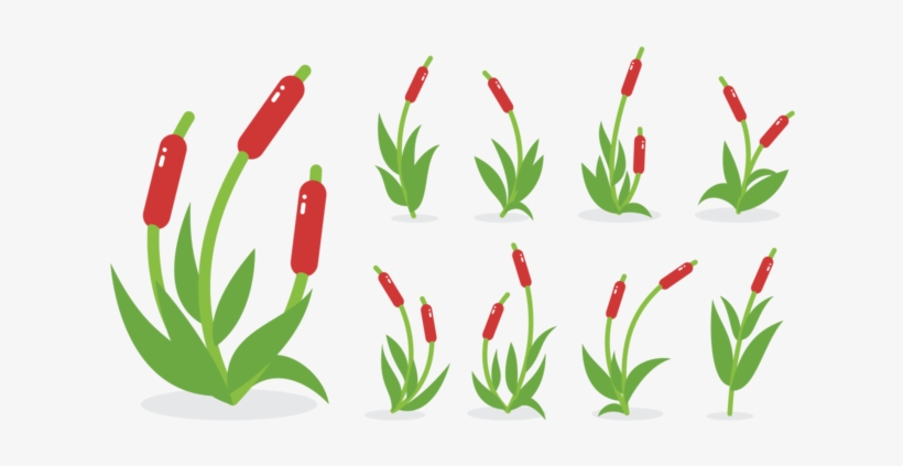 Cattails Png - Tanaman Cabe Vector, transparent png #8262737
