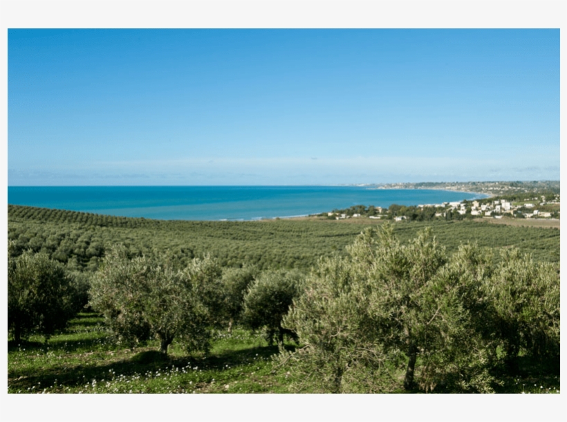 The Planeta Olive Grove Extends For 98 Hectares In - Sea, transparent png #8262939