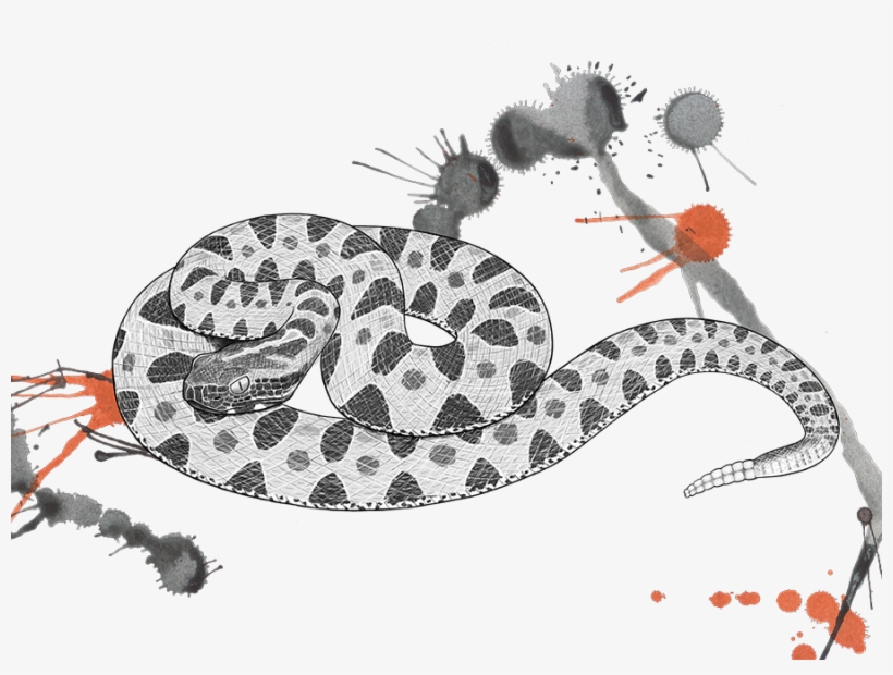 Venomous Pharmaceuticals Sistrusrus Miliarius Barbouri - Pigmy Rattlesnake Drawing, transparent png #8265636