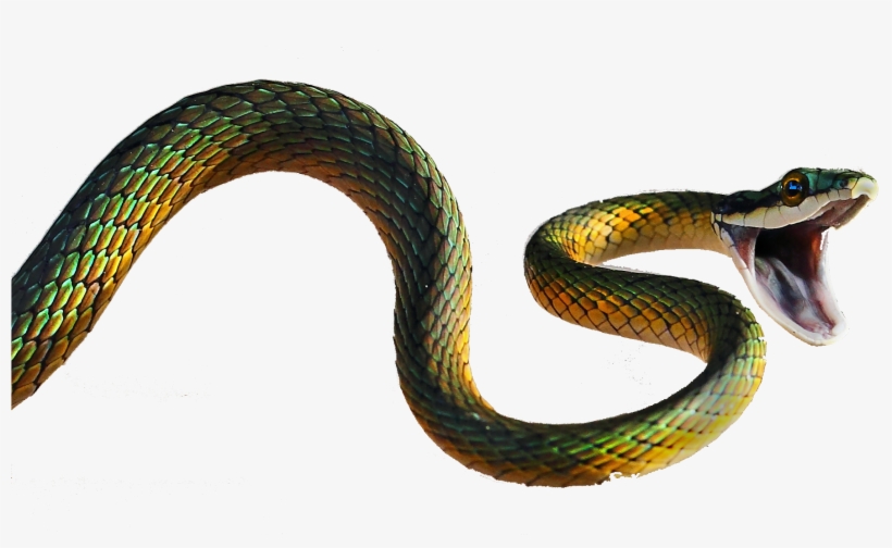 This Website Contains Information On Snakes, Where - Snake Vs Spider, transparent png #8265866