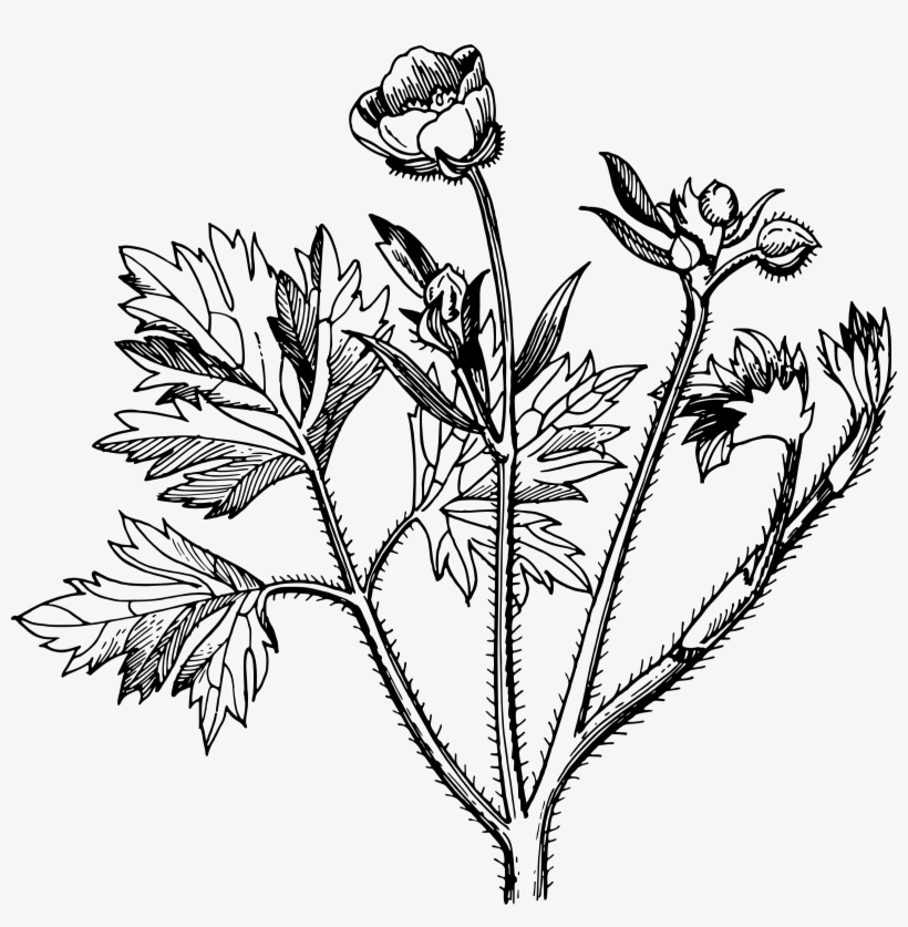 Buttercup Flower Clipart - Buttercup Clipart Black And White, transparent png #8274577