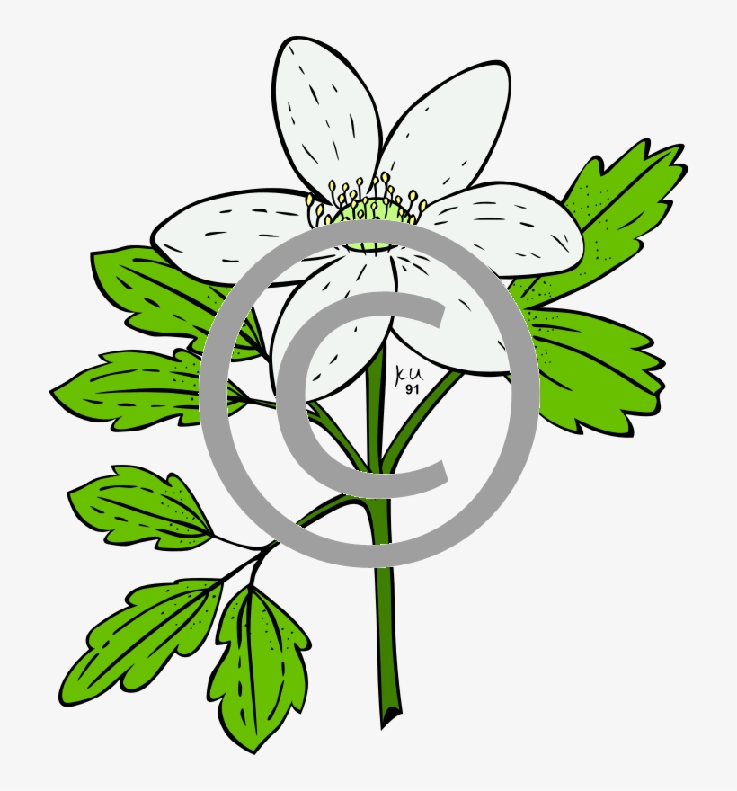 Anemone Piperi - Clip Art Plants, transparent png #8274822