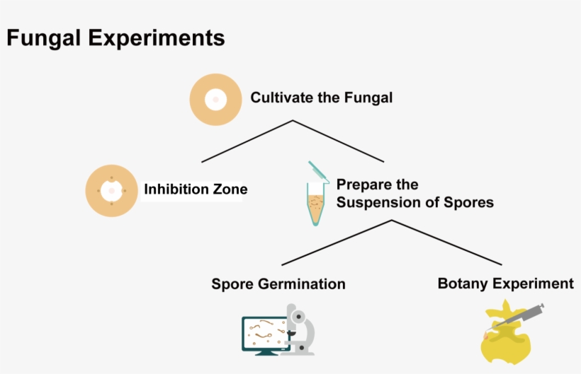 The Flow Chart Of Fungi Experiments - Diagram, transparent png #8275768