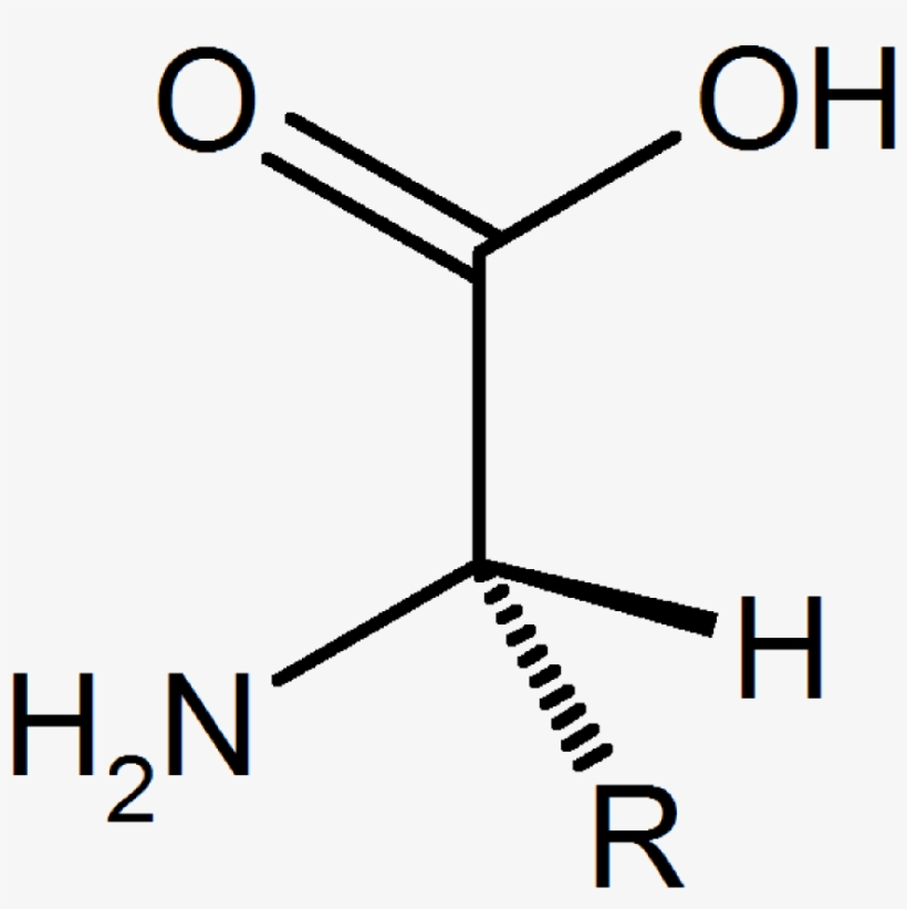 Amino Acid General Structure - Methylthio Methane, transparent png #8276291