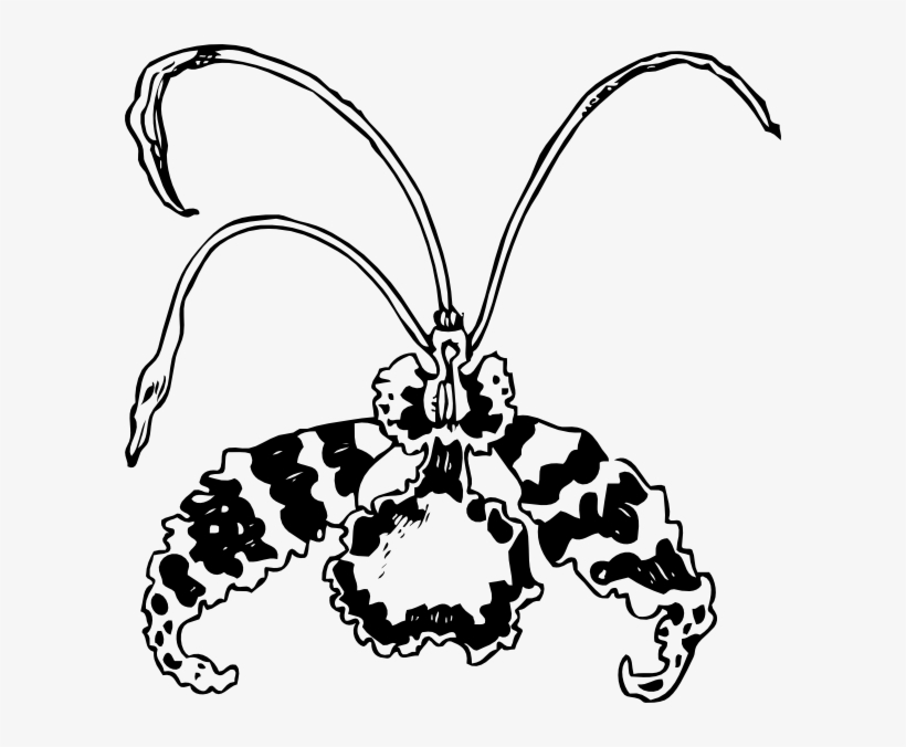 Theodore Roosevelt Clipart Butterfly - Orchid Clip Art, transparent png #8277158