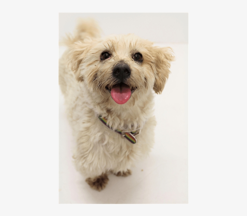 Photo Of Bubsy - Shih Tzu Pug Dog, transparent png #8283112