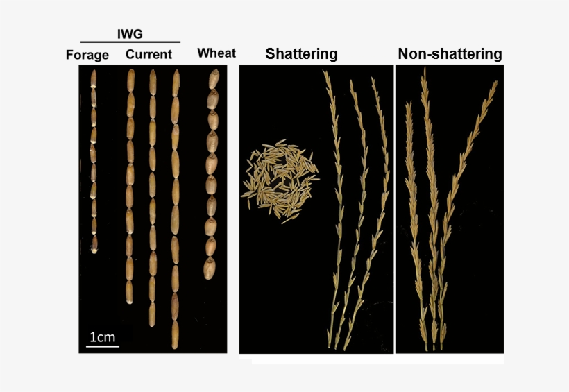 Intermediate Wheatgrass Heads - Shattering Grains, transparent png #8285266