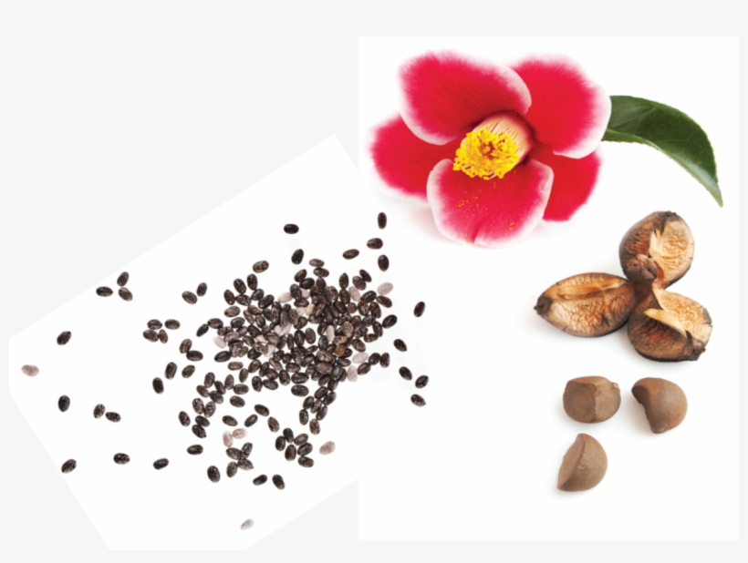 Chia Seeds And Camellia Japonica - Cattleya, transparent png #8285390