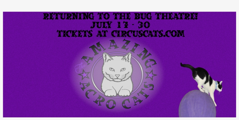 Acrocats - Domestic Short-haired Cat, transparent png #8286773