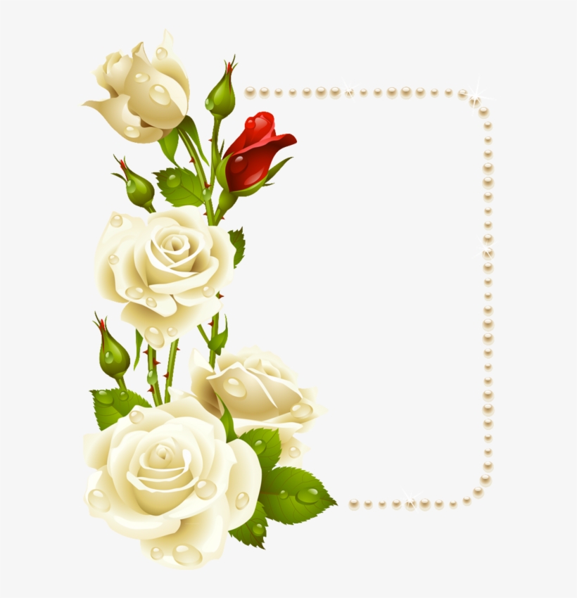 600 X 770 4 - Marco De Rosas Blancas, transparent png #8287118