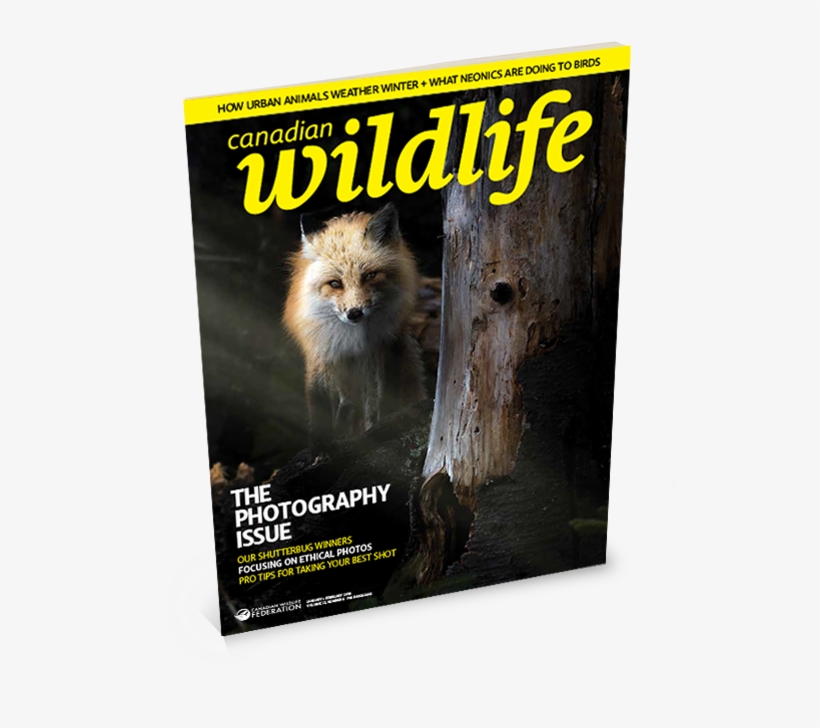 English Magazine Cover For Canadian Wildlife - New World Monkey, transparent png #8291005