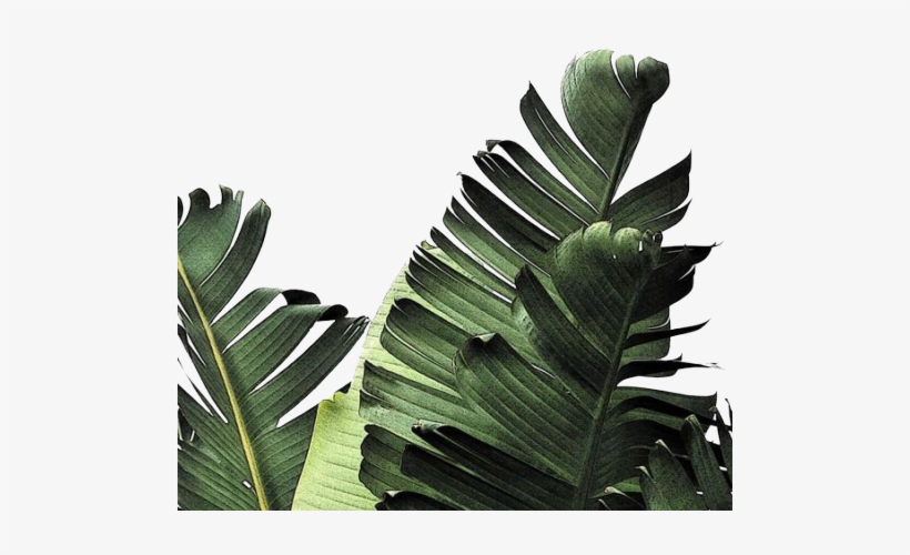 Poppins-me - Minimalist Leaves Background, transparent png #8291767