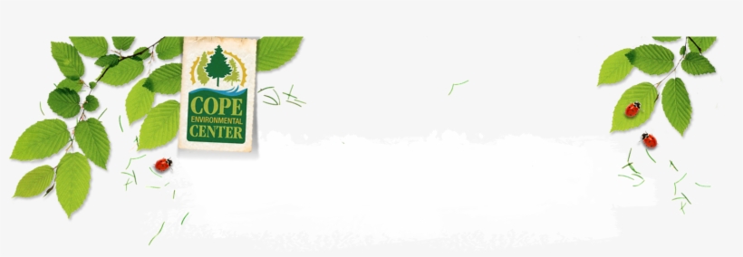 Leaves - Illustration, transparent png #8292176