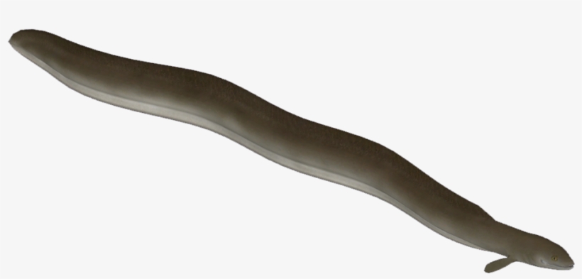 European Eel - Conger Eel, transparent png #8293543