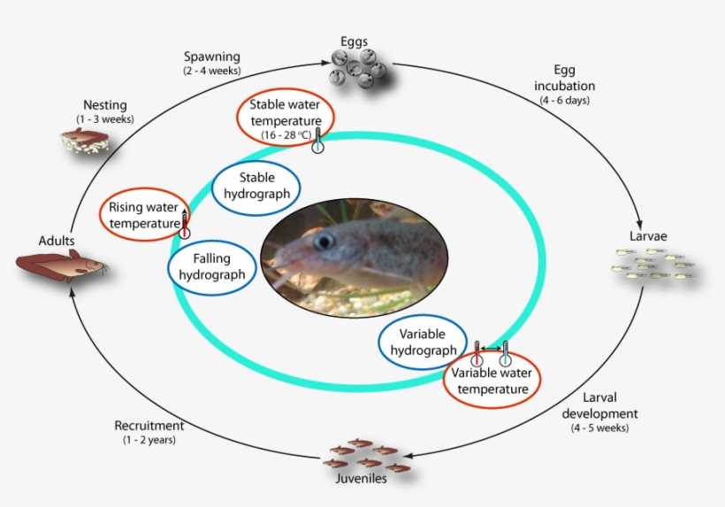 Life Cycle Of Eel-tailed Catfish - Reproductive Cycle Of Catfish, transparent png #8294025