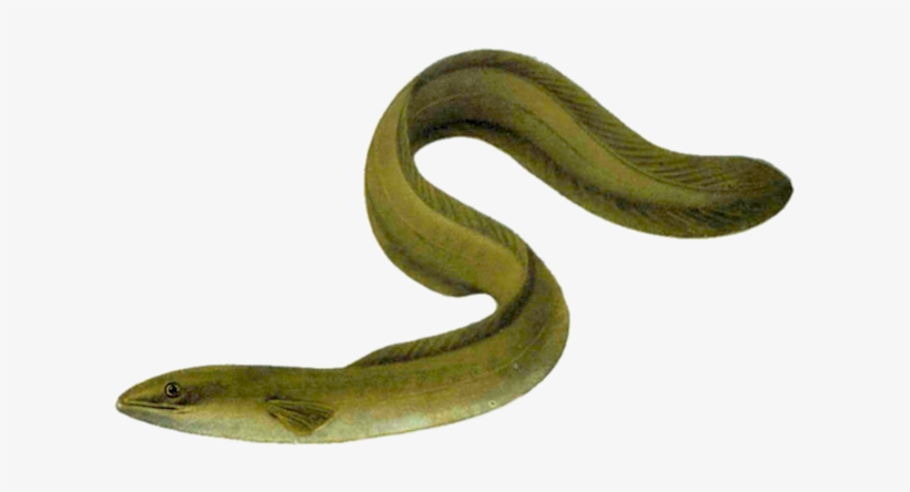 Pisces Anguilla, transparent png #8294981