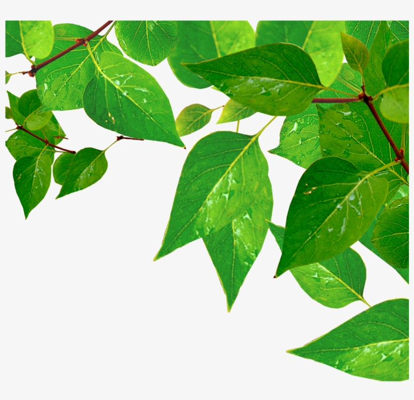 1181 X 1181 4 - Green Leaves With Water Drops, transparent png #8295458