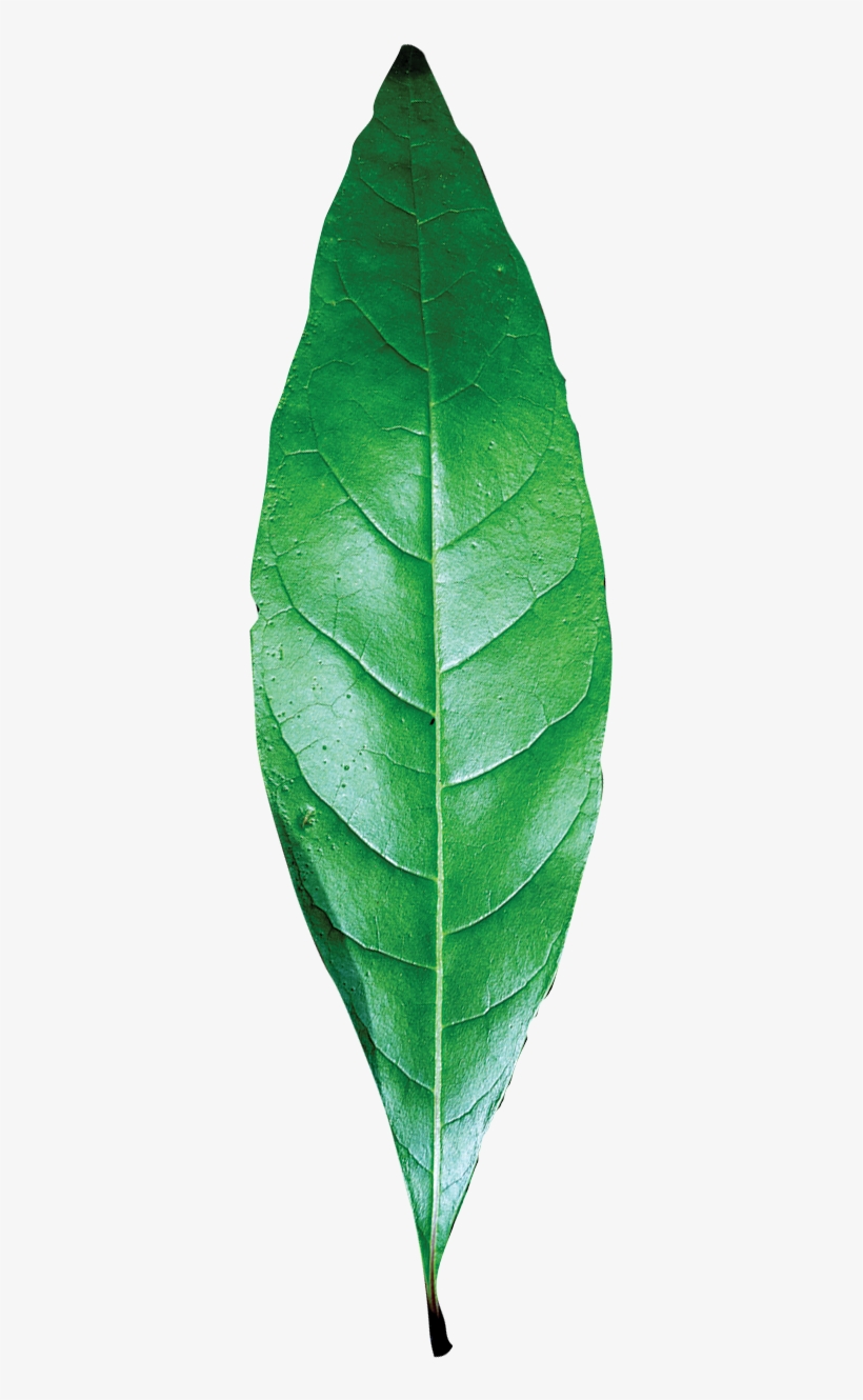 Simple - Single Green Leaf Png, transparent png #8295899