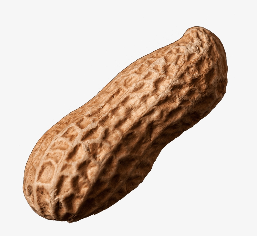 Sunflower Seeds Fried Corn Peanuts - Cacahuete Png, transparent png #8299041