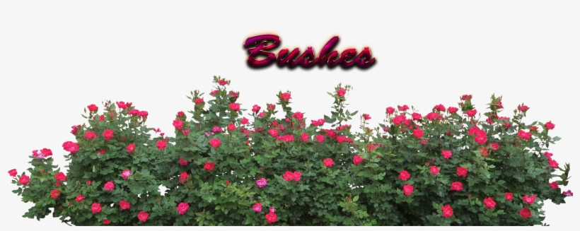 Flower Bush Png, transparent png #8299091