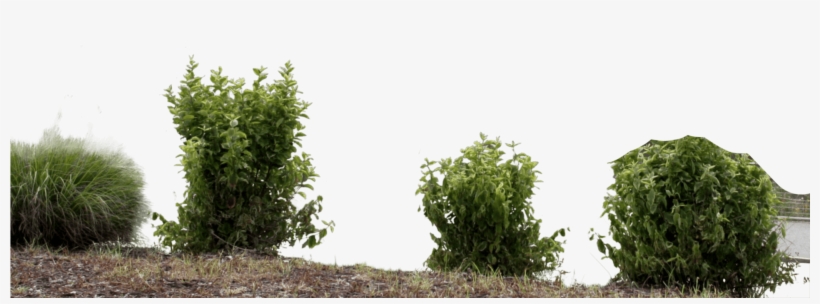 Skip To Content - Larch, transparent png #8299233