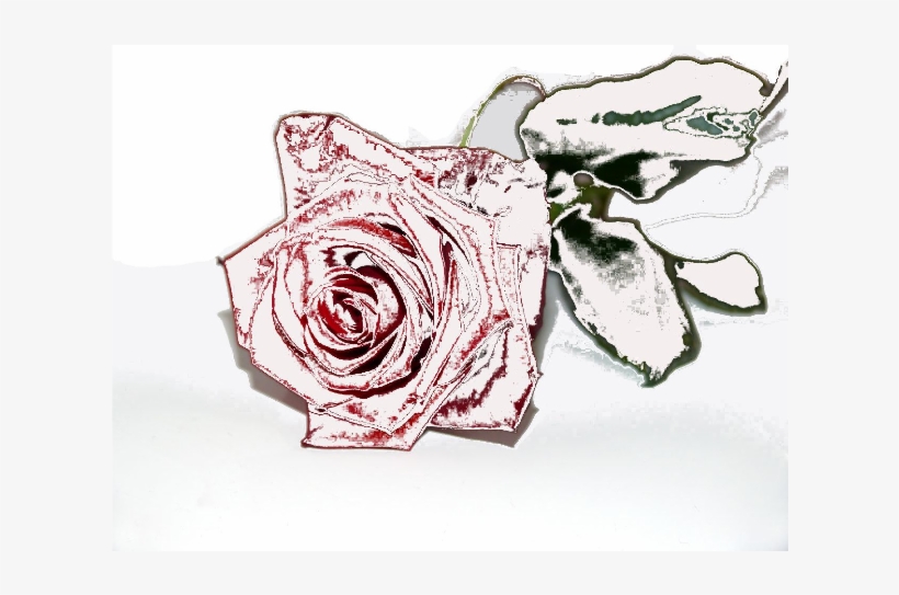 How To Set Use Winter Rose Clipart, transparent png #830026