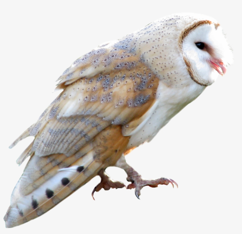 Owl Png - Owl Transparent Png, transparent png #830839