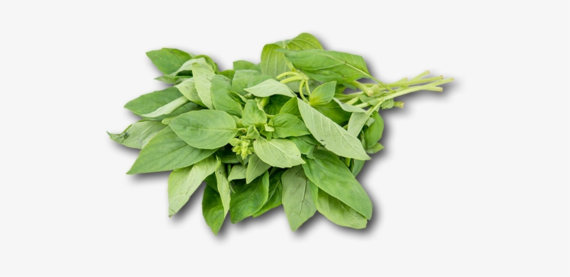 Israel Basil - Houseplant, transparent png #831350