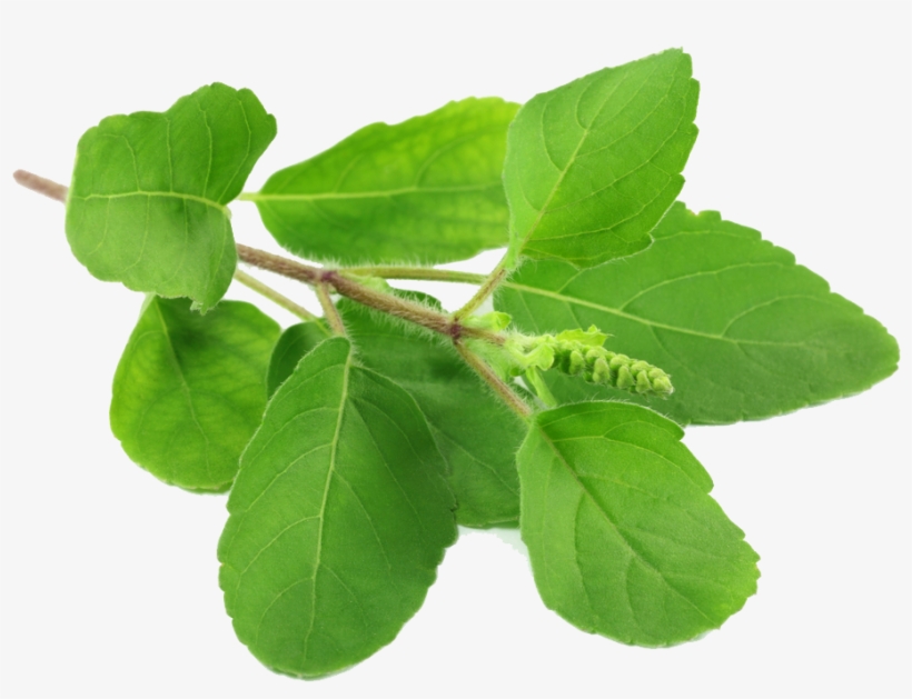 Tulsi Leaves, transparent png #831390