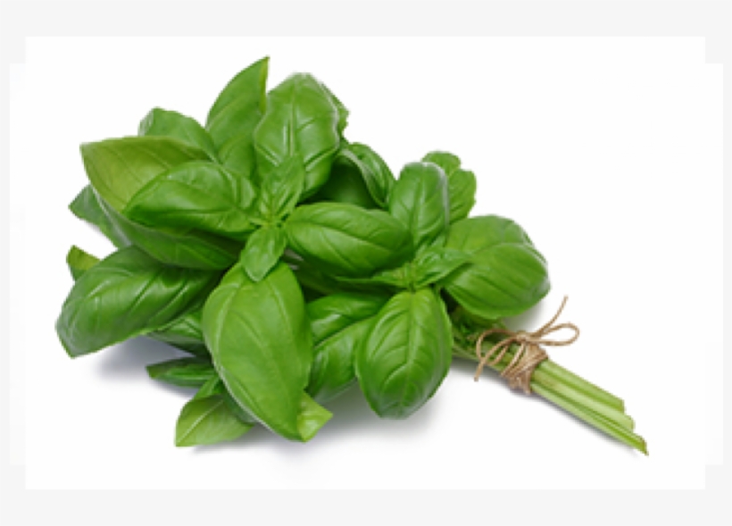 Genovese Basil With Stem - Messentials Company Peppermint 100% Pure Therapeutic, transparent png #831450