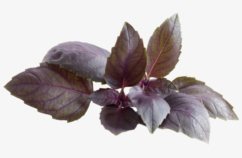 Red Basil - Red Basil Plant Png, transparent png #831559