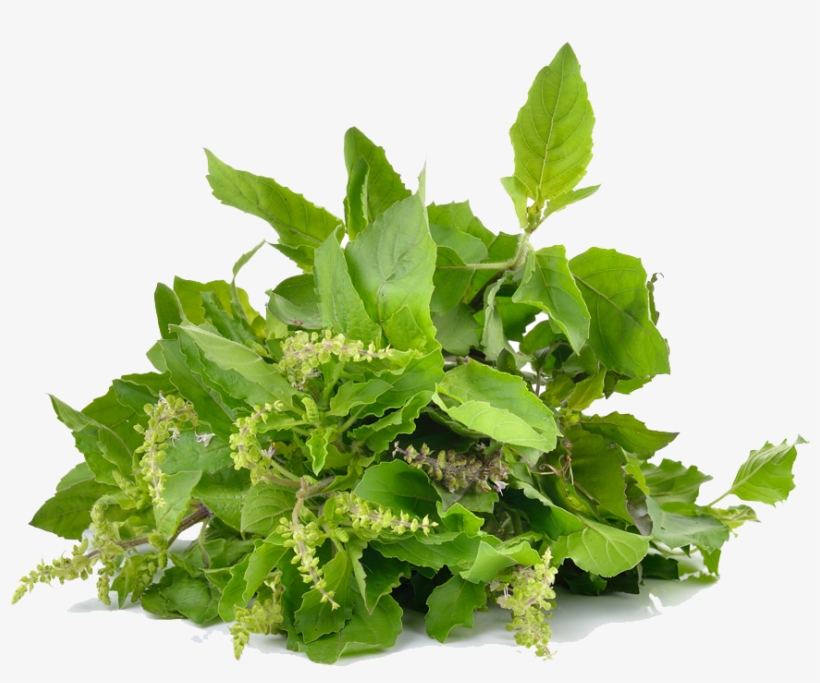 Holy Basil Photo Background - Fish Mint, transparent png #831588