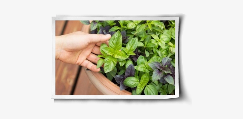 Health Benefits Post Image - Basilico Grande, transparent png #831839