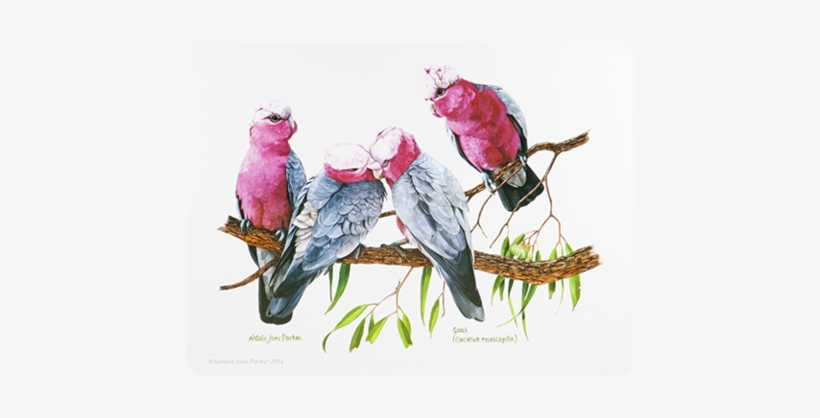 Ashdene Placemat Birds Of Australia Galah - Placemats Cork Backed Set Of 6 Birds, transparent png #832641