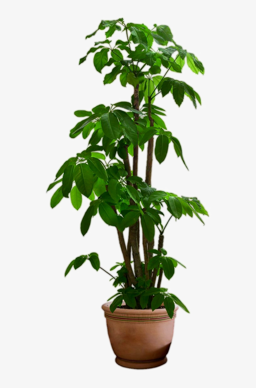 Small Tree, Tree In Pot, Tree Gree Png - Plant Png, transparent png #833188