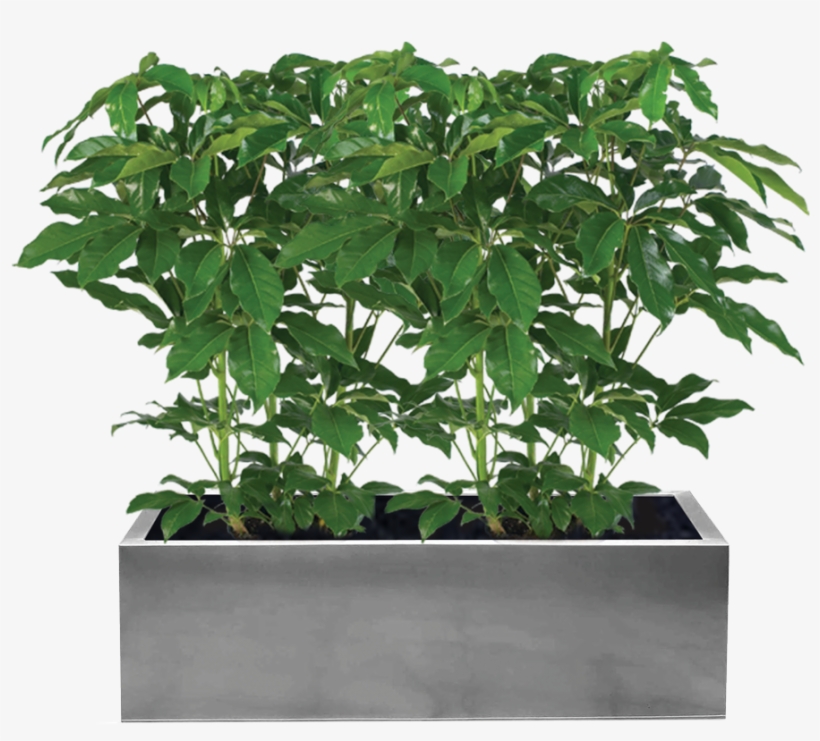 Planter Bo Png Ideas Of Whiskey Barrel Clip Art Freeuse, transparent png #833363