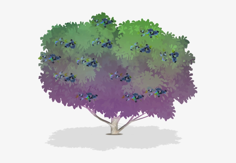 Blueberry Bushes For Sale - Drawing, transparent png #833499