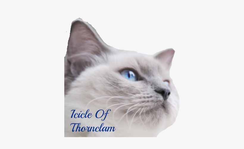 Icicle - Webbox Lick-e-lix Liver, transparent png #833665