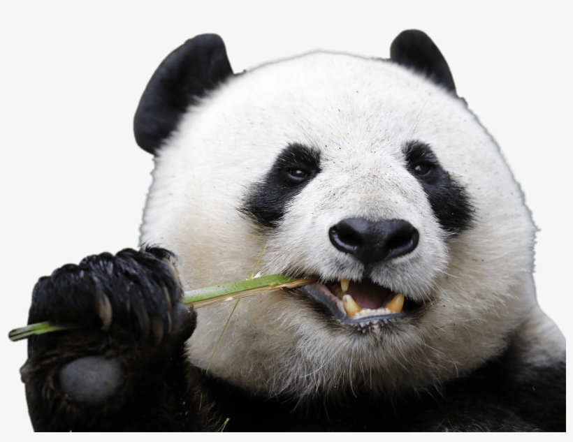 Download - Panda Png, transparent png #834045