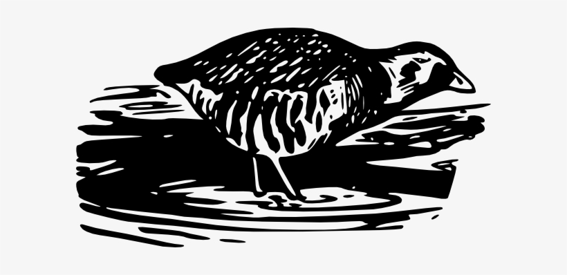 Bird Walking Eating Svg Clip Arts 600 X 318 Px, transparent png #834097