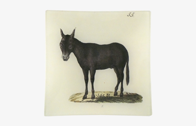 Collection Name - Burro, transparent png #834671