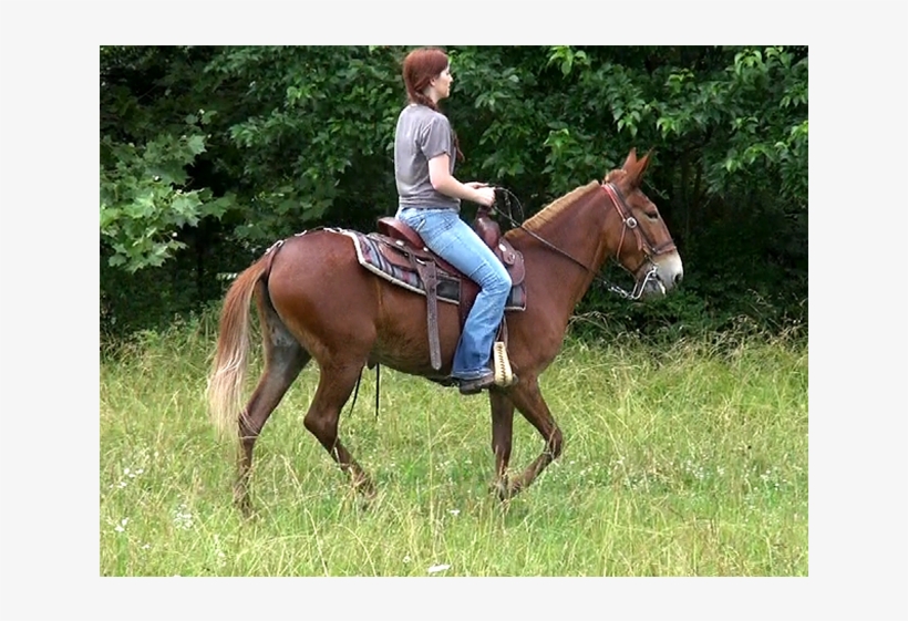 Movie Snapshot - Stallion, transparent png #834867