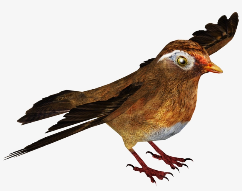Chinese Hwamei - Wiki, transparent png #834986